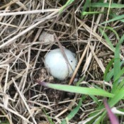 Caring for a Duck Nest with an Egg
