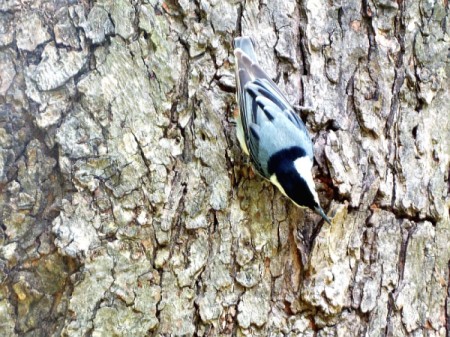 A white-breasted nuthatch on a tree.