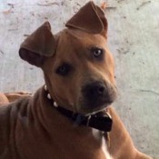 Is My Pit Bull Pure Bred? - brown Pit Bull