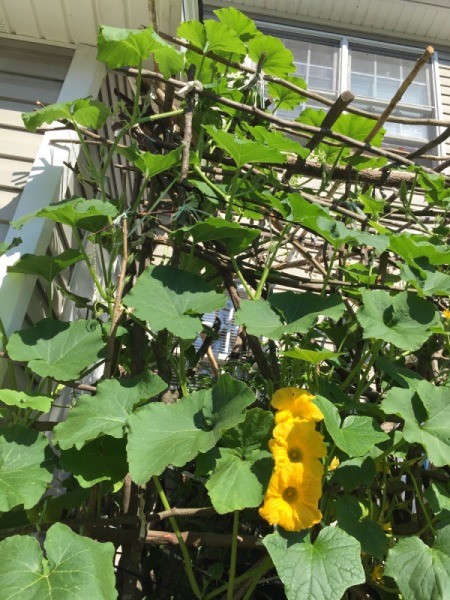 pumpkin flowers in garden