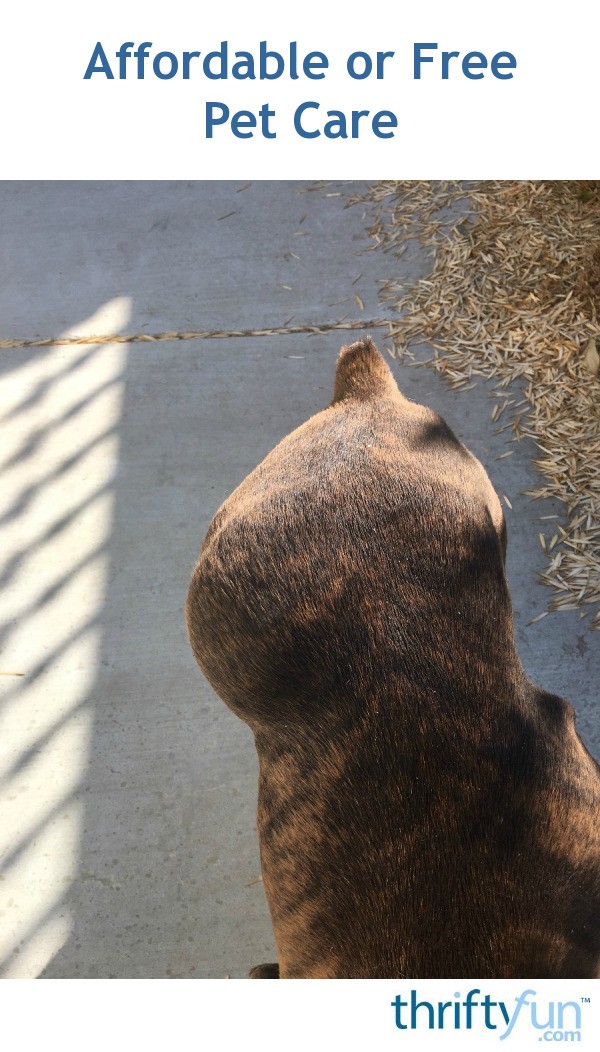 vet check cost or Riverside Care Affordable California Free Near Pet