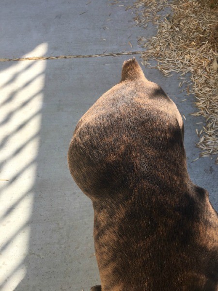 Affordable or Free Pet Care Near Riverside California - large mass on dog's hip