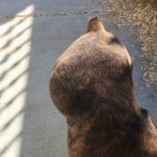 Affordable or Free Pet Care Near Riverside California - large mass  on dog's hip