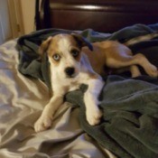 What Breed Is My Dog?