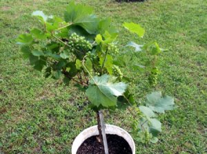 Grow Grapes On Your Patio/Deck/Back Yard - grape standard in bucket