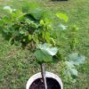Grow Grapes On Your Patio/Deck/Back Yard - grape standard in bucket