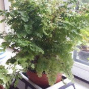 Identifying a Houseplant - fern