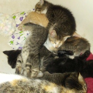A pile of sleeping kittens.