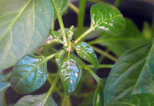 A plant covered in aphids.