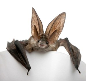 Close-up of Bat