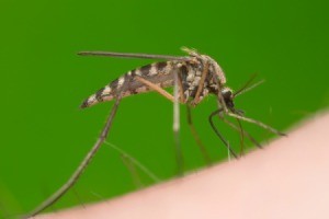 Mosquito Biting