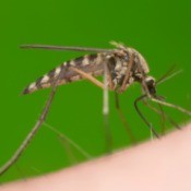 Mosquito Biting