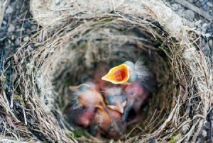 Blackbirds Nesting