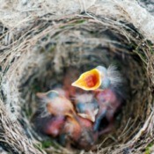 Blackbirds Nesting