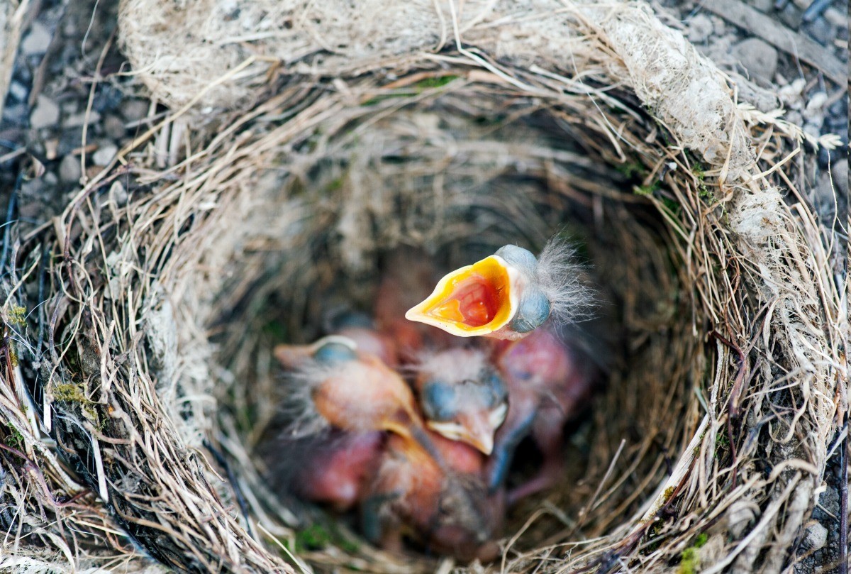 nesting blackbirds roof nest birds rid getting them making