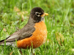 Robin with Worm