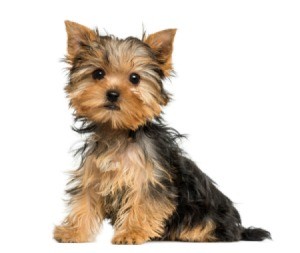 House training shop a yorkie