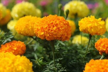 Marigold Flowers