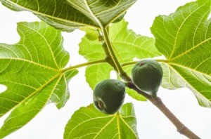 Figs on Tree