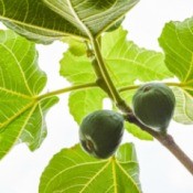 Figs on Tree