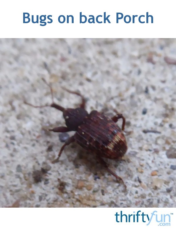Getting Rid of Bugs on Back Porch? ThriftyFun