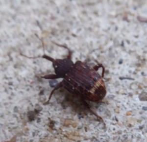 Bugs on back Porch - brown beetle type bug