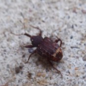 Bugs on back Porch - brown beetle type bug