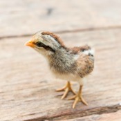 Baby Finch