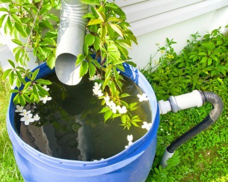 Watering Barrel in front of DownSpout