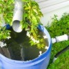 Watering Barrel in front of DownSpout