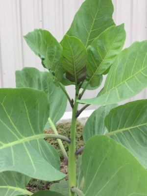 What Is This Houseplant? - Medium green foliage plant
