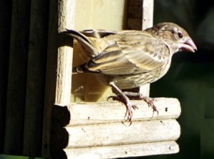 Birds In The Sun - female house finch