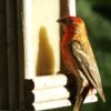 Birds In The Sun - male house finch