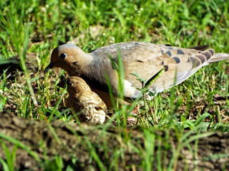 Birds In The Sun - mourning dove and house finch