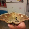 Moth Hero - large tan moth