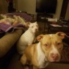Recovery Time for Dog with Parvo - two Pit Bull terriers