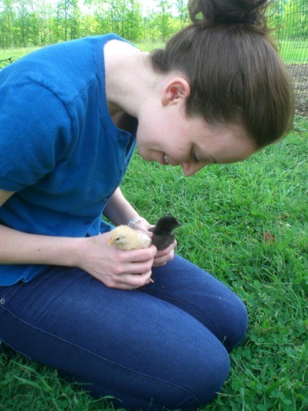 Newly Hatched Chicks