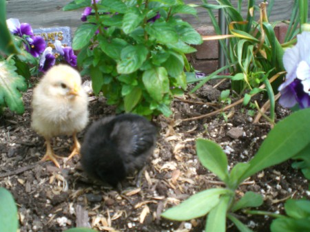 Newly Hatched Chicks - black and yellow baby chicks