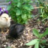 Newly Hatched Chicks - black and yellow baby chicks