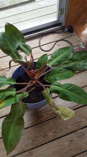 What Is This Houseplant? plant with leaves growing horizontally from stem