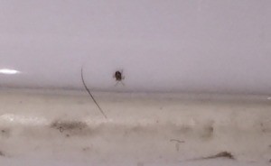 Tiny Biting Black Bugs - ovoid bug