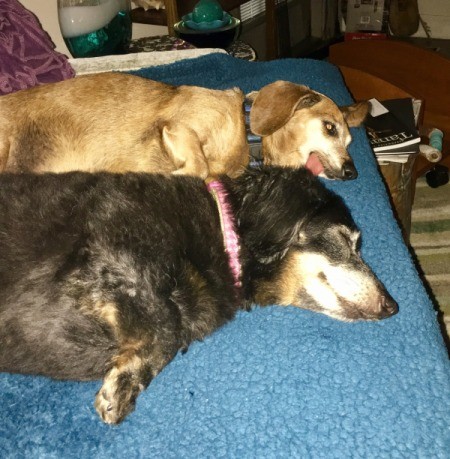 Annie and Max (Dachshund) - dogs  taking a nap