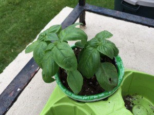 Save Receipts When Purchasing Plants - small basil plant