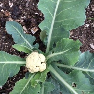 Cauliflower - developing cauliflower head