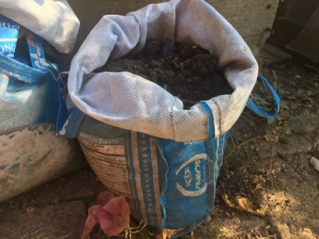 Grow Potatoes from an Old Potato - soil in rice bag