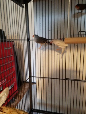 Female Zebra Finches Attempting to Breed - birds in cage