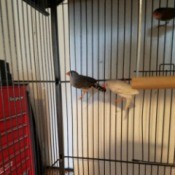 Female Zebra Finches Attempting to Breed - birds in cage