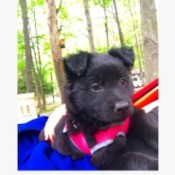 What Breed Is My Dog? - black puppy