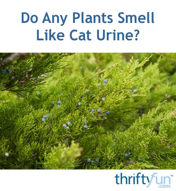 Do Any Plants Smell Like Cat Urine ThriftyFun