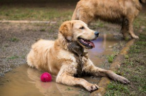 Dog Playing in Mud